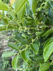Glochidion rubrum