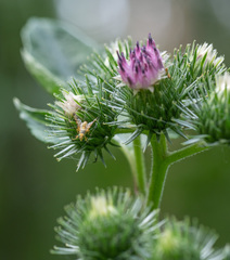 Arctium × ambiguum