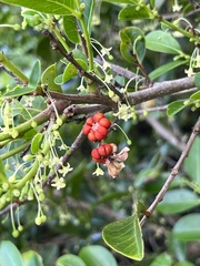 Glochidion rubrum