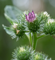 Arctium × ambiguum