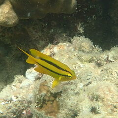 Neoglyphidodon nigroris