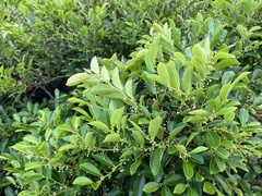Glochidion rubrum