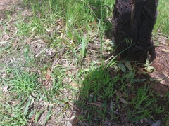 Caladenia tentaculata