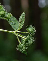 Arctium × ambiguum