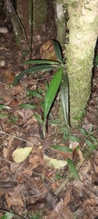 Aeranthes