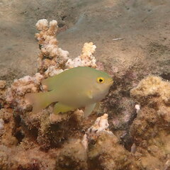 Pomacentrus moluccensis