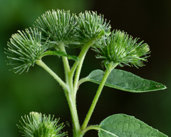 Arctium × ambiguum