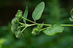 Arctium × ambiguum