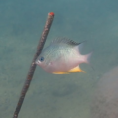 Amblyglyphidodon orbicularis