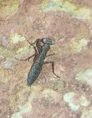 Pseudomiopteryx