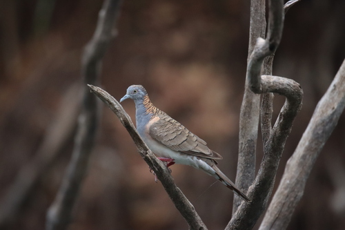 Bar-shouldered Dove