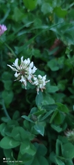 Trifolium repens
