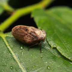 Dentatissus damnosus