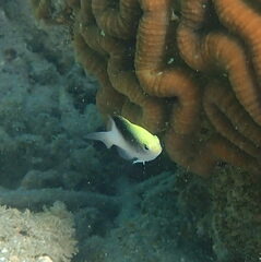 Chrysiptera rollandi