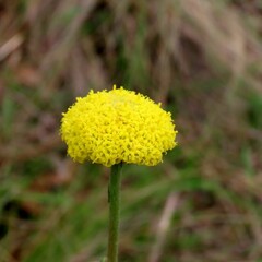 Craspedia variabilis