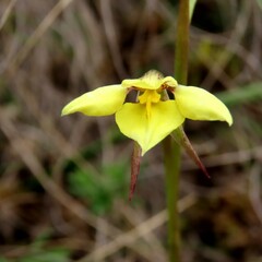 Diuris chryseopsis