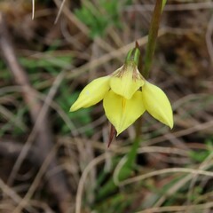 Diuris chryseopsis