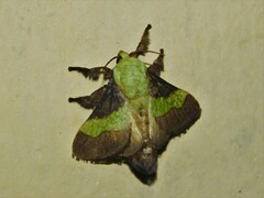 Parasa trapezoidea