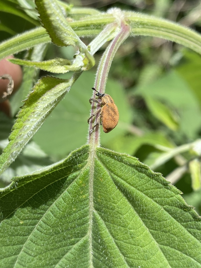 Sternechus pollinosus