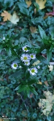 Erigeron annuus