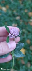 Trifolium pratense