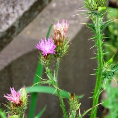 Carduus tenuiflorus