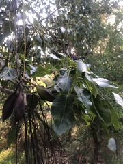 Brachychiton
