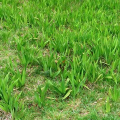Watsonia meriana