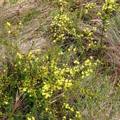 Acacia aculeatissima