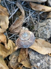 Otala punctata