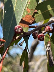 Eucalyptus umbra