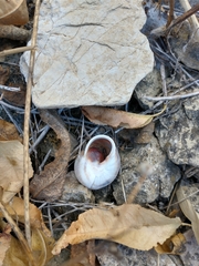Otala punctata