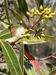 Eucalyptus umbra
