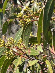 Eucalyptus umbra