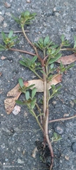 Portulaca oleracea
