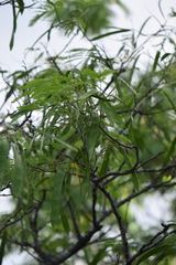 Senegalia berlandieri