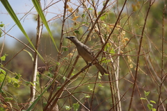 Chlamydera nuchalis