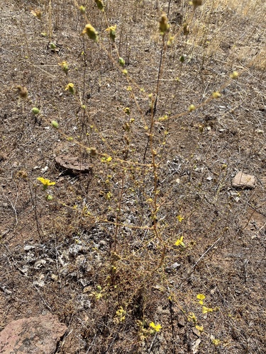 iNaturalist observation photo of tarweeds, silverswords, and allies