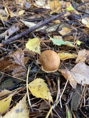 Collybiopsis peronata