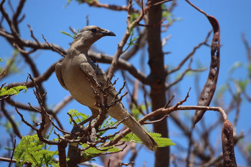 Great Bowerbird