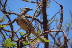 Chlamydera nuchalis
