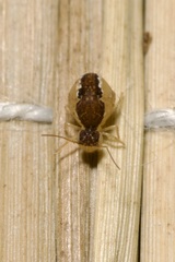 Sminthurus maculatus