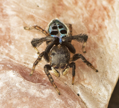 Maratus nigromaculatus