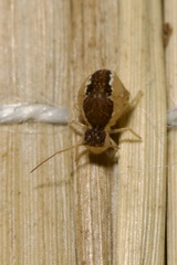 Sminthurus maculatus