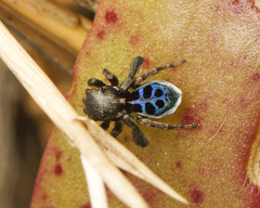 Maratus nigromaculatus