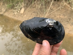 Sinanodonta schrenkii