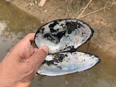 Sinanodonta schrenkii