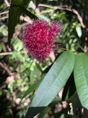 Syzygium wilsonii