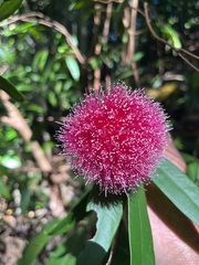 Syzygium wilsonii