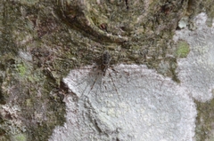 Drapetisca alteranda